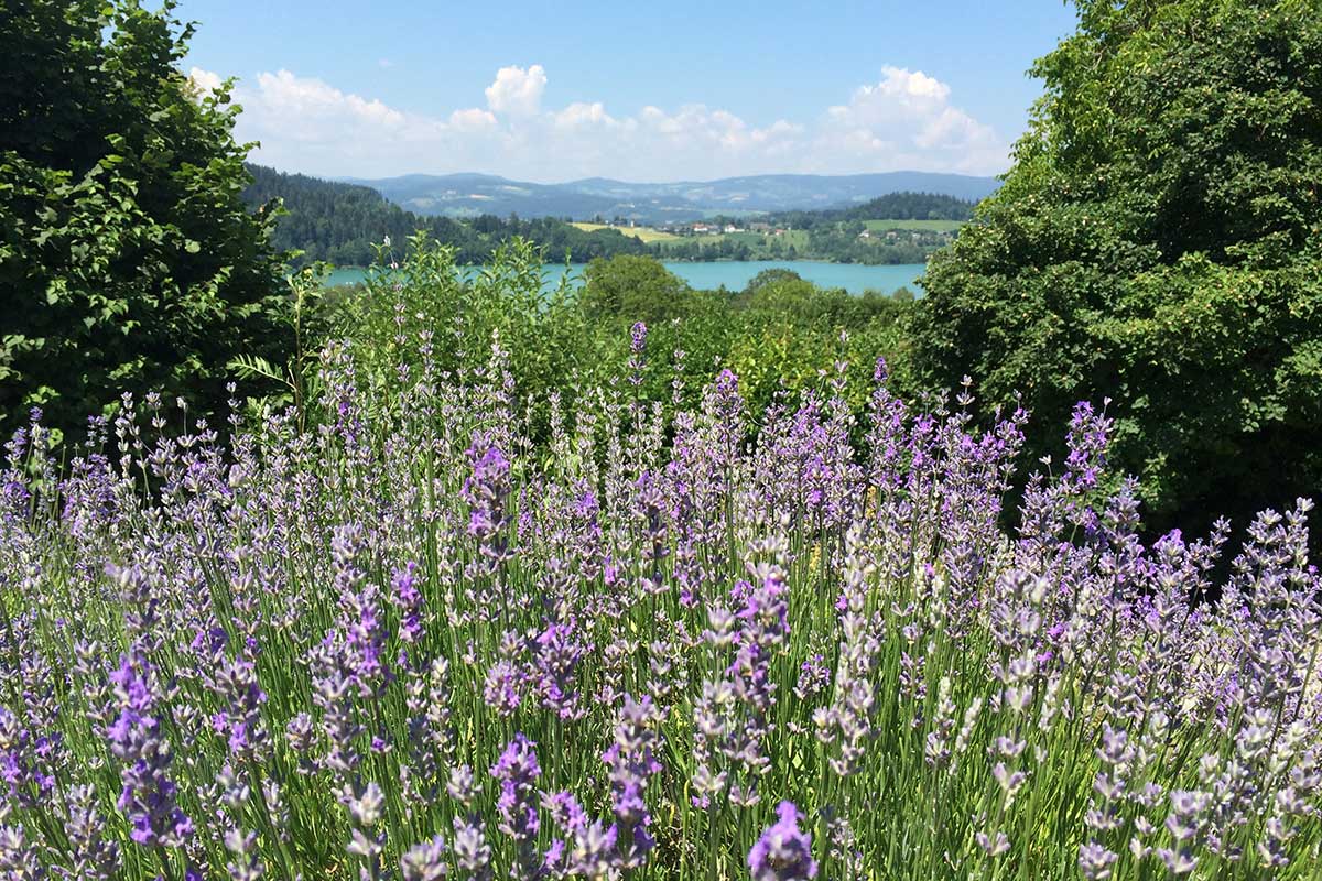 lavendel-stiftsgarten