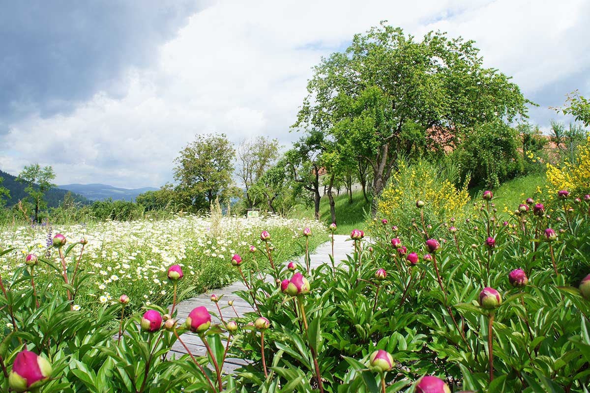 stiftsgarten-blumenwiese