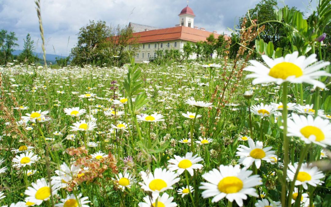 wiese-mit-blick-auf-stift-st-georgen